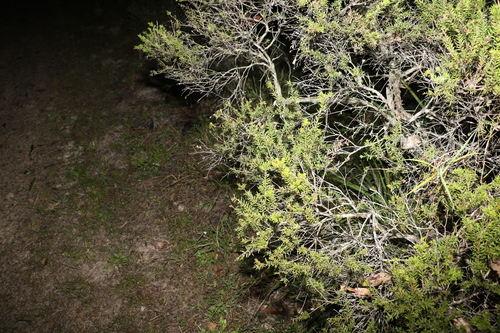 Image of Melaleuca sieberi by (c) Greg Tasney, some rights reserved (CC BY-SA)