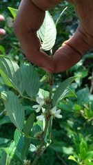 Dendrolobium triangulare