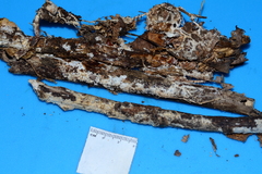 Hydnocristella himantia