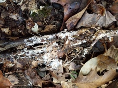 Hydnocristella himantia