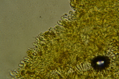 Hydnocristella himantia