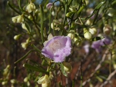 Eremophila sturtii