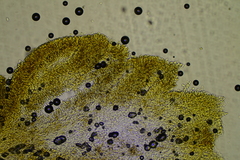 Hydnocristella himantia