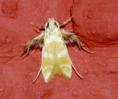 Ashibusa