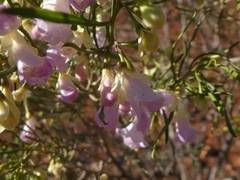 Eremophila sturtii