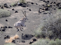 Oryx beisa beisa