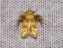 Ashibusa