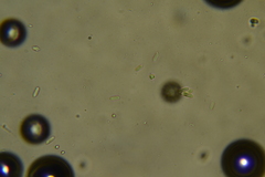 Hydnocristella himantia