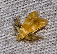 Ashibusa