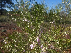Eremophila sturtii