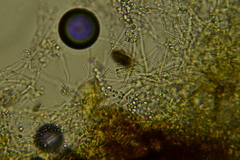 Hydnocristella himantia