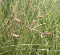 Fimbristylis caroliniana