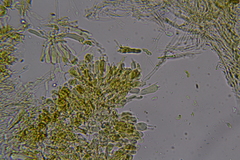 Hydnocristella himantia