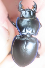 Pasimachus punctulatus