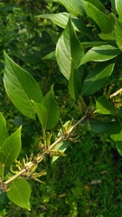 Dendrolobium triangulare