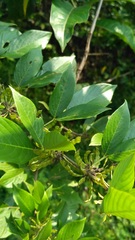 Dendrolobium triangulare