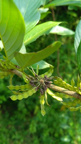 Dendrolobium triangulare, photograph 5