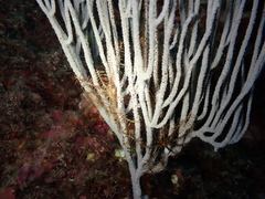 Eunicella singularis