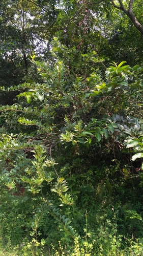 Dendrolobium triangulare, photograph 6
