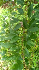 Dendrolobium triangulare