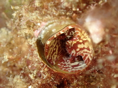 Thylacodes arenarius