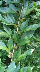 Dendrolobium triangulare