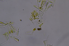 Hydnocristella himantia