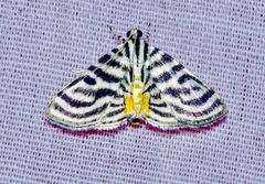 Dichocrocis rigidalis