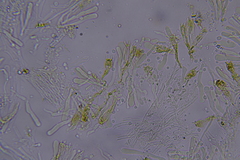 Hydnocristella himantia