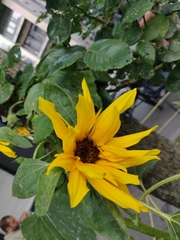 Helianthus annuus