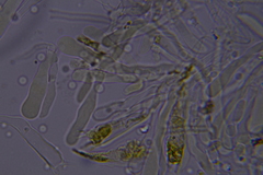 Hydnocristella himantia