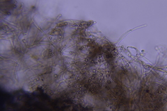 Hydnocristella himantia