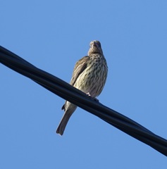 Sphecotheres vieilloti