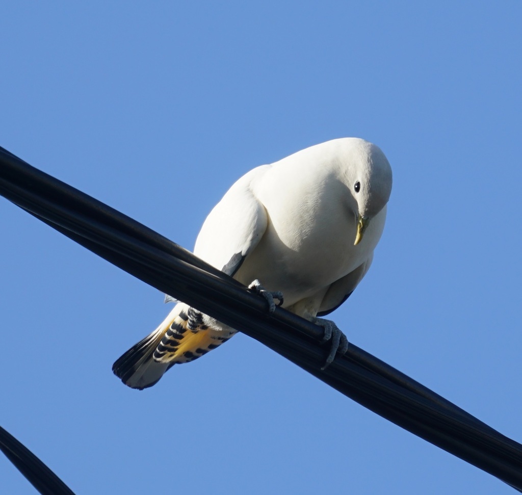 Torresian Imperial Pigeon from Cairns QLD, Australia on September 18 ...