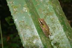 Chalcorana eschatia