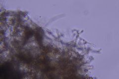 Hydnocristella himantia