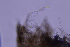 Hydnocristella himantia