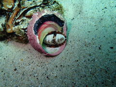 Chitonoidea