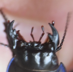 Pasimachus punctulatus