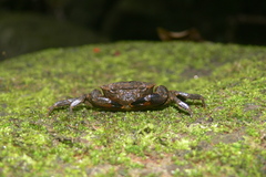 Siamthelphusa improvisa