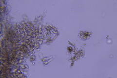 Hydnocristella himantia