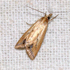Achyra coelatalis