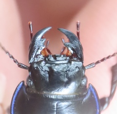 Pasimachus punctulatus