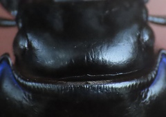 Pasimachus punctulatus