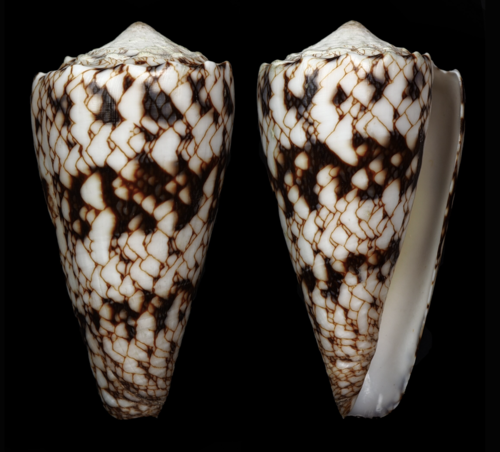 Conus araneosus nicobaricus, 2015-09-17