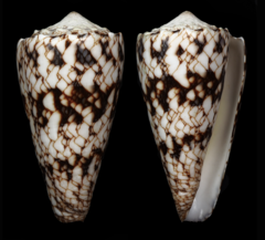 Conus araneosus nicobaricus