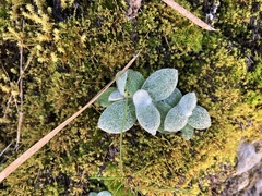 Anaphalis nepalensis