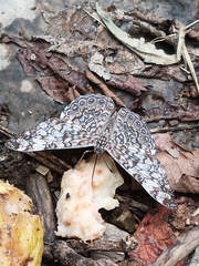 Hamadryas iphthime joannae