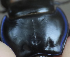 Pasimachus punctulatus