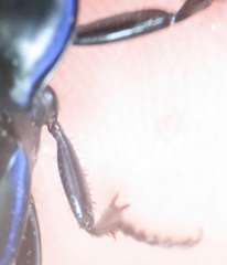 Pasimachus punctulatus